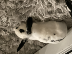 Bunny bread group