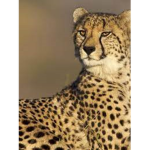 Cheetah#clothing