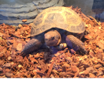#Tortoise