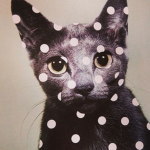 Cat Forces???
