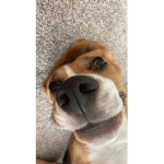 Beagle Fans ;)