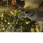 Dogflip