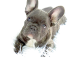 puppy fam for life