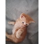 Bonjour maman :)