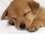 The cute puppy club yay