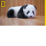 Panda Plays Clan