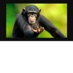 monke-land