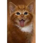 The Official Squad for Kittens!