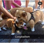 CORGI POWER!!!!!!!!