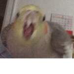 birb.gang