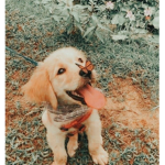 Laidies