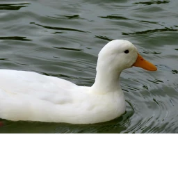 The Duck House icon