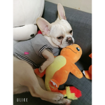 걍그롭