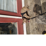 Cartoon dogs and cats