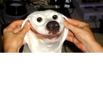 hi there, i think this dog needs help