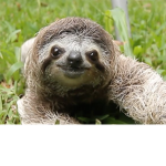 Sloth up