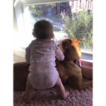 Dogs United :>