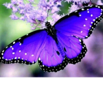 The butterflies