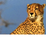 Amazing cheetah fan club