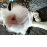 Oreothecat10099