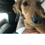 Nano_the_swedish_dagshund