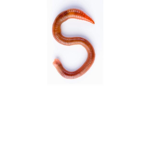 Sally The Worm Fan Group