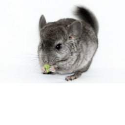 Chinchilla's Meeting