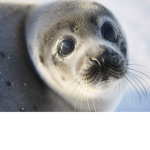 Seal DeveIopers