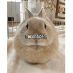 amy schumer fan group