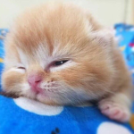 Mert"