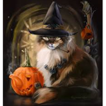 The wich’es cat