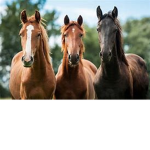-willow_farmstables-