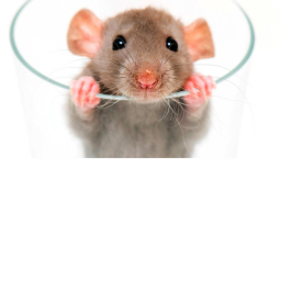 Rat Obby