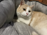 Catferrari’s cats