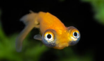 Fische gruppe