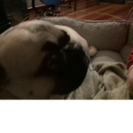 The Pug Rise Up