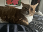 Dino the kitty