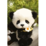 Panda29allh squad