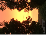 Sunset Shines!