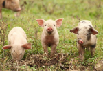 AnimalsForLifeHelpSaveThem