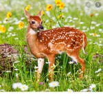 Animals of the world United.