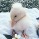 They ducky’s