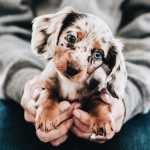 I eat lovely dogs and cats