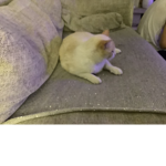 Axilie