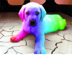 Kawaii Gammer pups