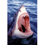 Sharks community group