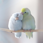 {pastel birds}