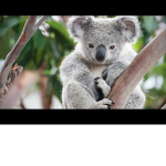 Cute Koala Gang
