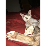 Animal Savers and Helpers