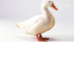 White ducky